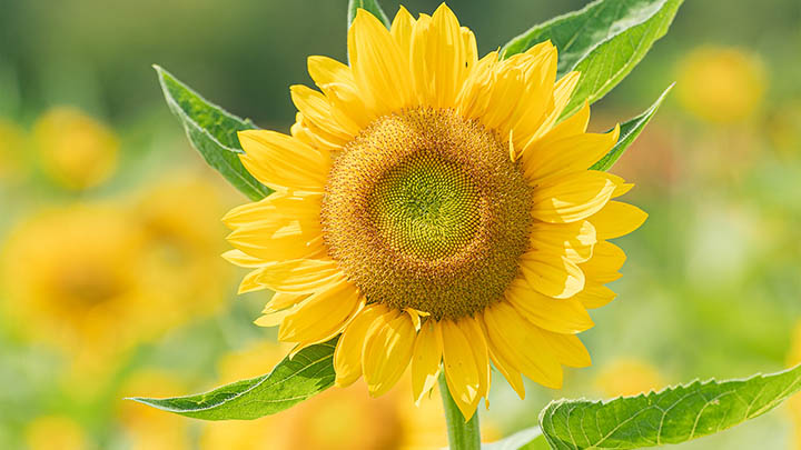 如何防止腾讯WPS下载自动安装？实用设置教程 二