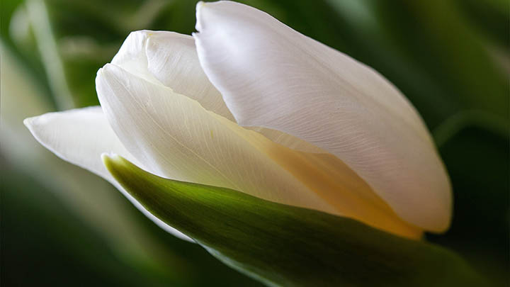 如何下载WPS的PDF文件？详解最新方法！ 二