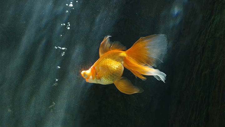 WPS免费下载攻略+官网途径 二