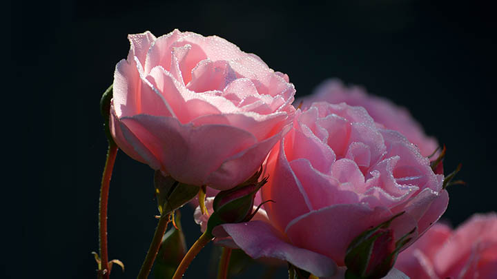 WPS下载：安装指南3步解析 二