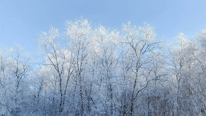 如何下载WPS壁纸+2025最新版攻略 二