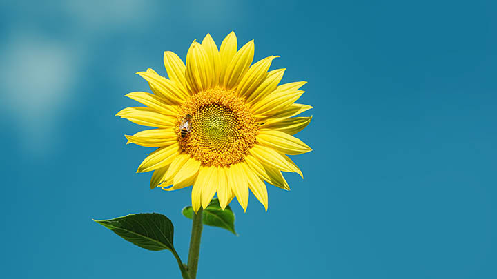 如何下载中文WPS：安装包获取技巧详解 二