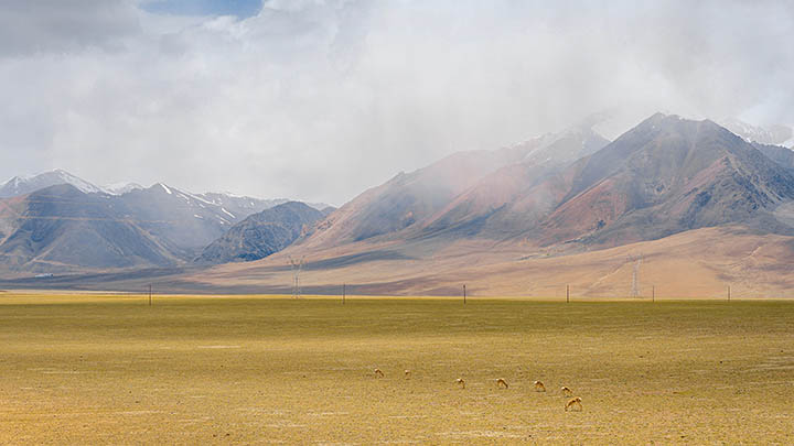 WPS素材下载+极速获取教程2025年 二