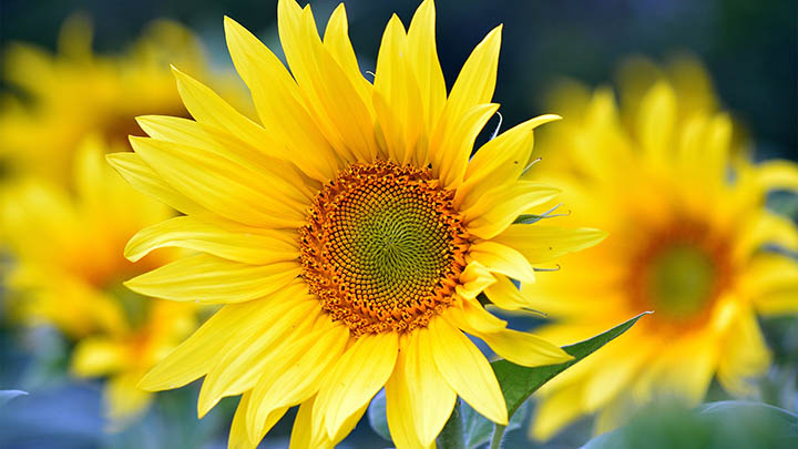 WPS如何下载中文?解析安装包失败/语言设置错误全解攻略 二