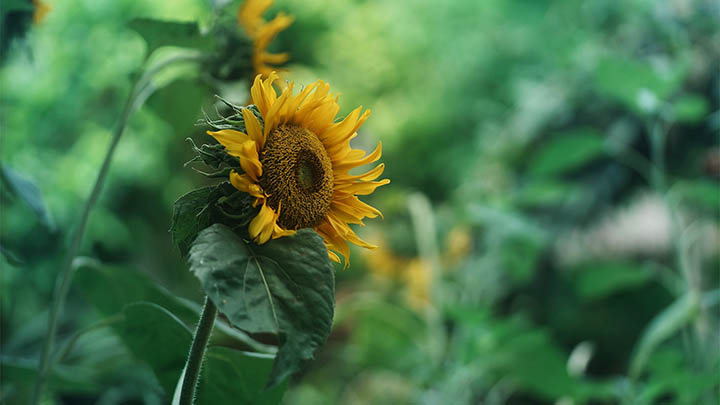 蓝色WPS下载方法+官方资源推荐 二