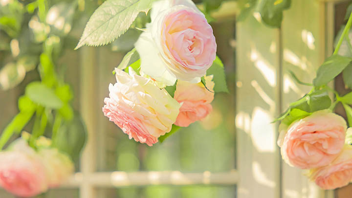 WPS如何下载指南+2025年最新版获取秘籍 二