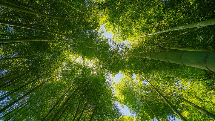 WPS文件如何下载?超全指南教你轻松解决 二