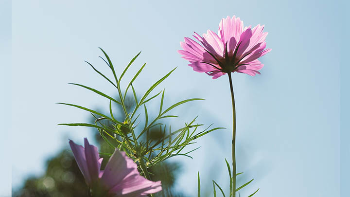 一站式解决WPS文章下载难题:从安装到使用全攻略 二