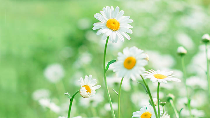 全平台适配：最新WPS下载与安装详细教程图解 二