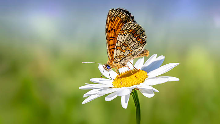 WPS屏保下载教程+官方资源入口 二