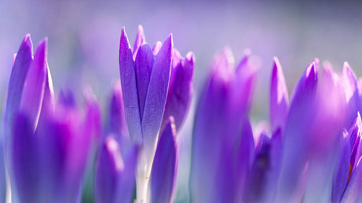 如何在Mac上下载WPS?完整指南 二