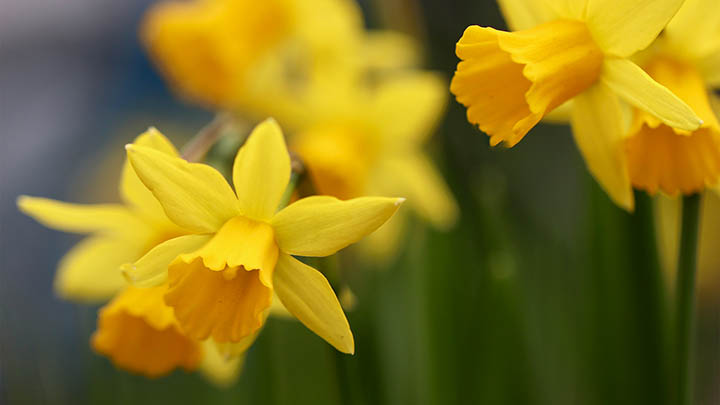 WPS官方免费下载全流程详解Win/Mac双平台适用 二