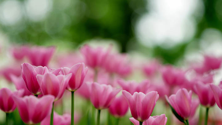 WPS重新下载攻略+详细流程指南 二